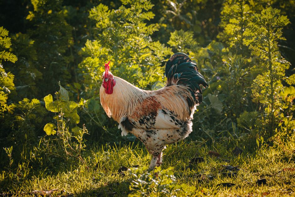 Um prato de ensopado de frango quente em uma xícara de porcelana sobre um fundo de madeira natural