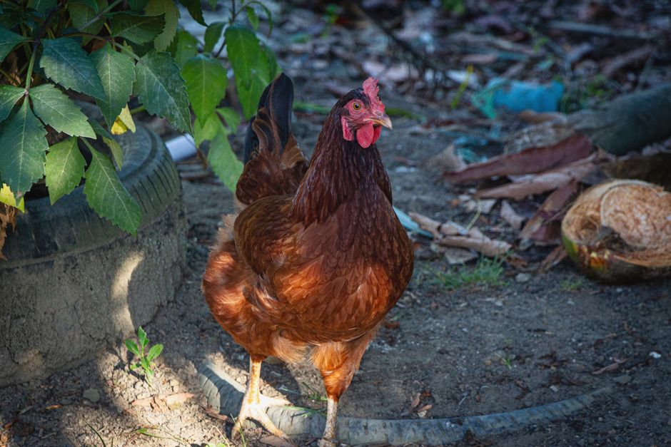 Frango grelhado em tábua, ao lado de tigela com azeite, limão fatiado e vinagre de maçã, mostrando a marinada italiana