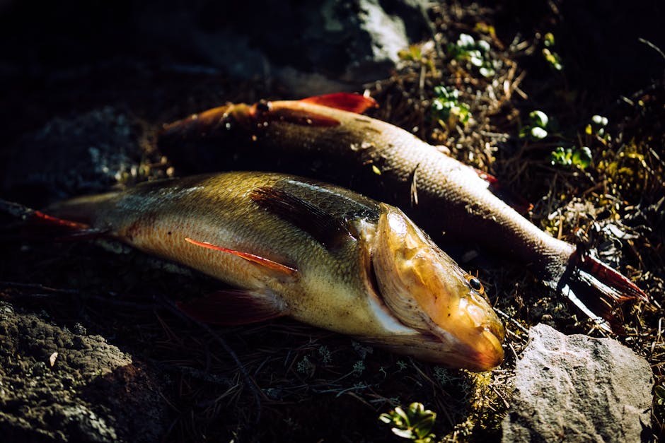 Filé de peixe dourado e crocante em prato branco, acompanhado de rodelas de limão e ervas frescas sobre mesa rústica