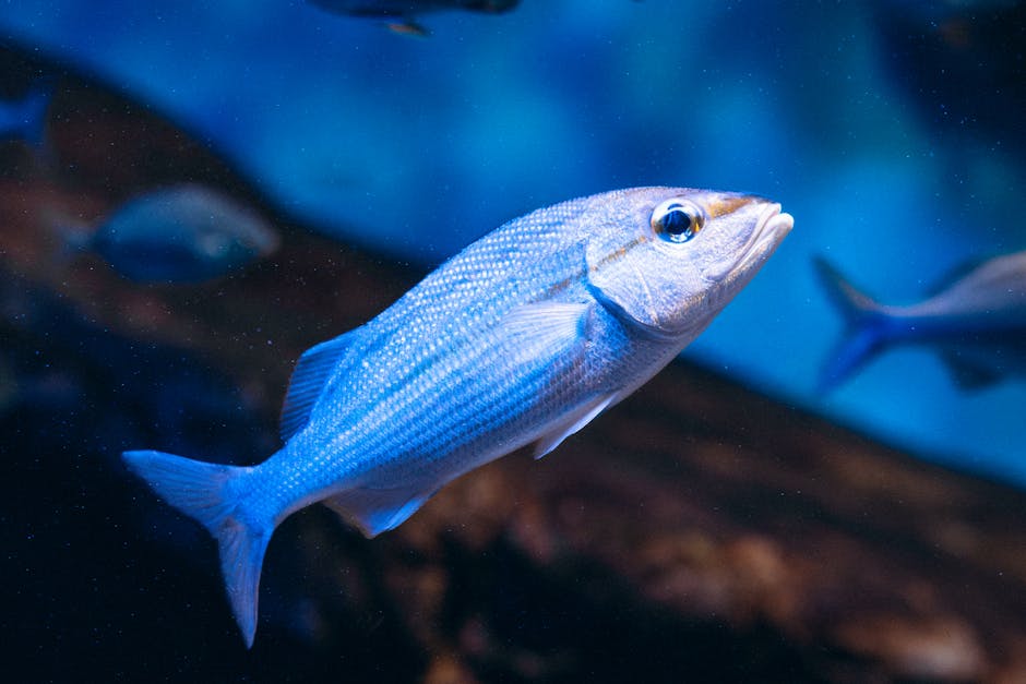 Filé de peixe dourado em prato ao lado de salada fresca e limão, equilibrando sabor e saúde em uma mesa iluminada